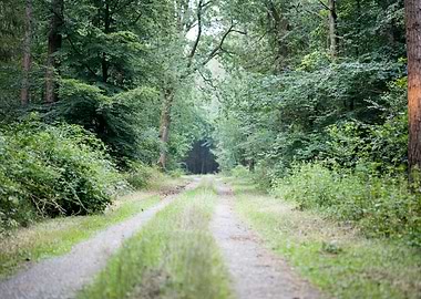 Walking on wild forest