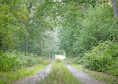 Walking on wild forest