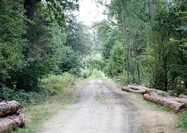 Walking on wild forest