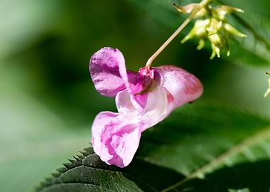Impatiens glandulifera