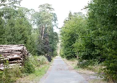 Walking on wild forest