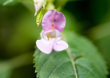 Impatiens glandulifera