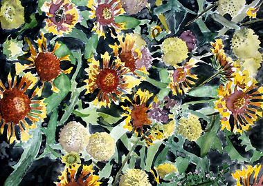 Indian Blanket Flowers