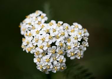 Achillea millefolium macro