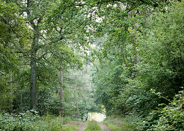 Walking on wild forest
