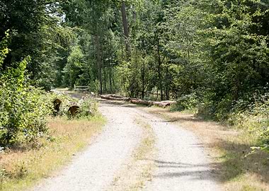 Walking on wild forest