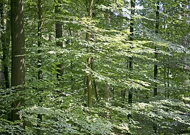 Walking on wild forest