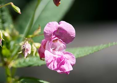 Impatiens glandulifera