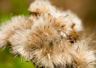 Dandelion blow up flower