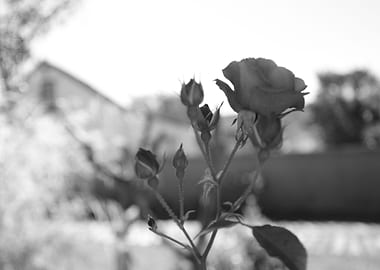 Rose Black and White