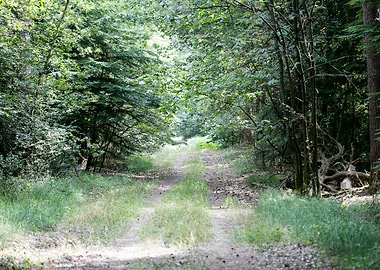 Walking on wild forest