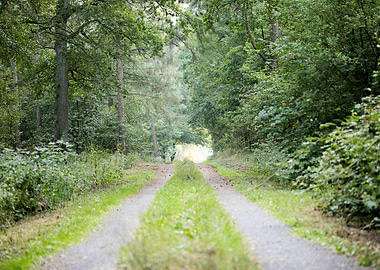 Walking on wild forest