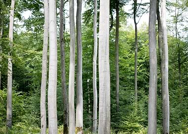 Walking on wild forest