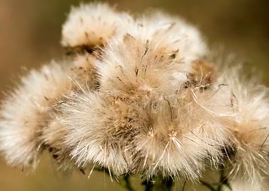 Dandelion blow up flower