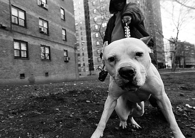 PIT BULL