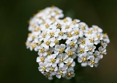 Achillea millefolium macro