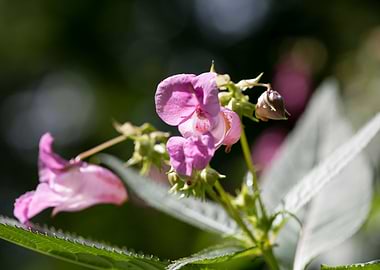 Impatiens glandulifera
