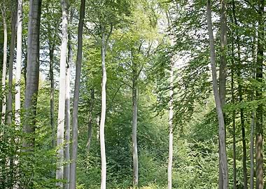 Walking on wild forest