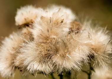Dandelion blow up flower