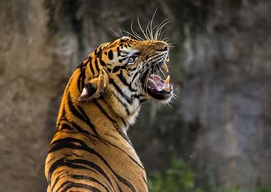 tiger