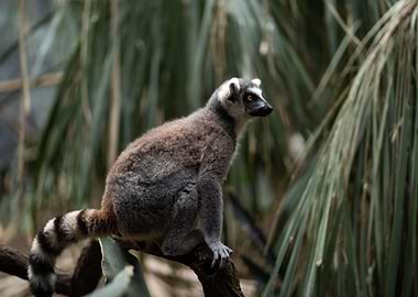 Inquisitive Lemur