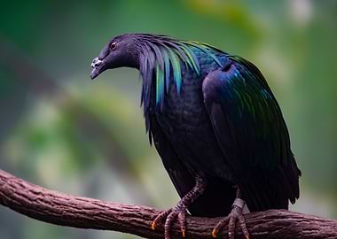 Nicobar Pigeon