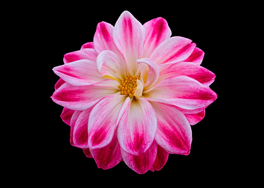 pink dahlia on black