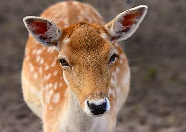 fallow deer wall art