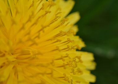 Dandelion I