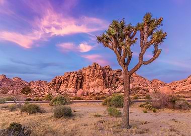 Joshua Tree evening view
