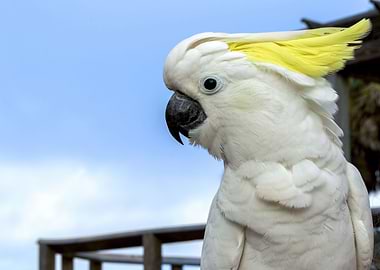 Cockatoo Parrot