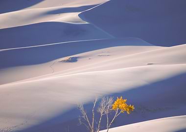Colorado Sand Dunes