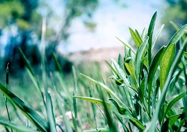 Macro of grass