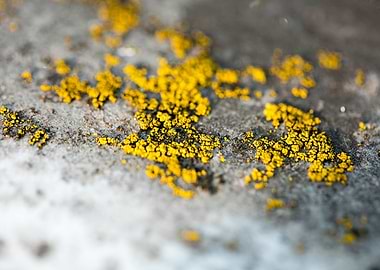 Trippy lichens on metal