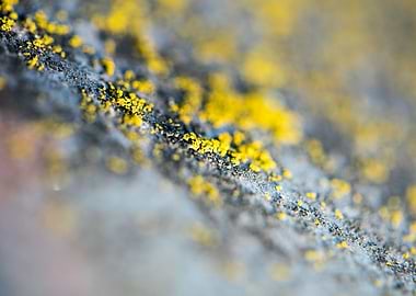 Trippy lichens on metal