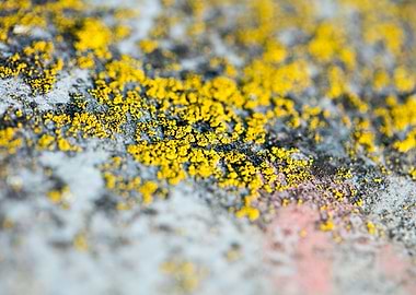 Trippy lichens on metal