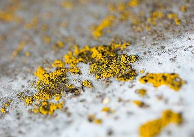 Trippy lichens on metal