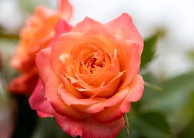 Pink rose macro background