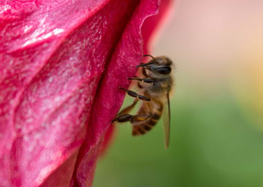 Honey Bee and Flower