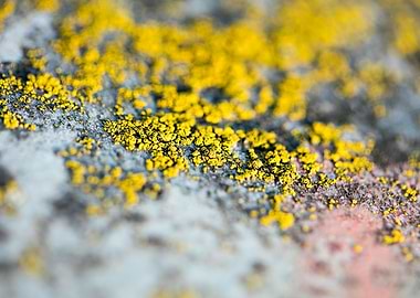 Trippy lichens on metal