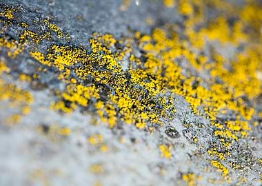 Trippy lichens on metal