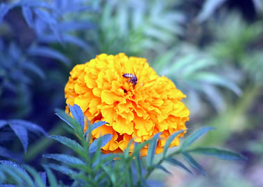 Bee on Flower