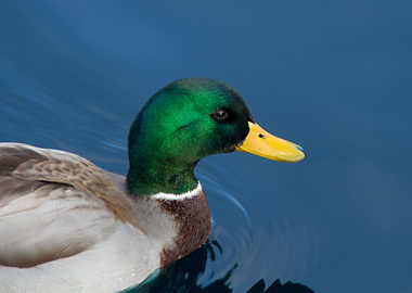 Mallard