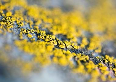 Trippy lichens on metal