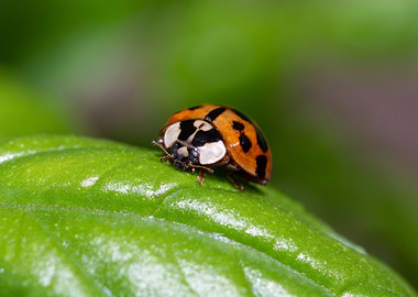 Small red ladybird resting