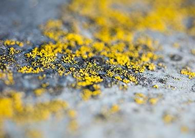 Trippy lichens on metal