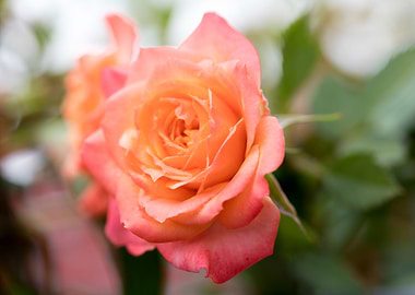 Pink rose macro background