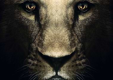 wild lion face poster