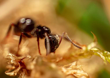 Ant