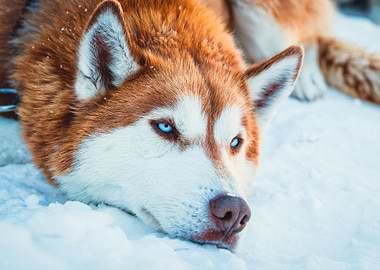 husky dog poster wolf on